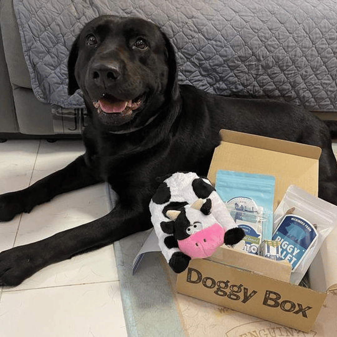 Doggy box｜用戶真實分享｜Buy&Ship 台灣