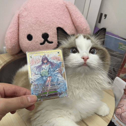 ねこ Amazon.co.jp: ご縁猫 ミリオネアキャット(M-SIZE 黒 Black